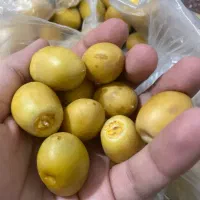 فروش خارک برحی