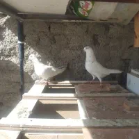 کبوتر|پرنده|صفادشت, |دیوار