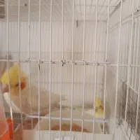 عروس هلندی