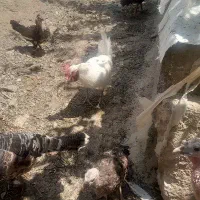 فروش مرغ و خروس