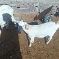 فروش میش هترو وبز نر