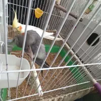 عروس هلندی مولد