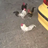خروس مینیاتوری