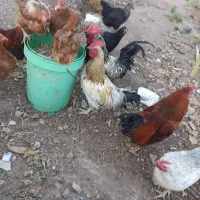 مرغ محلی تخمگذار