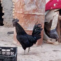خروس جوون نژاد ایام سمان