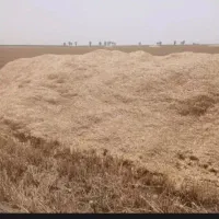 کاه دیم