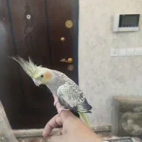 عروس هلندی دستی مرواریدی بالغ