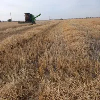 یک هکتارو نیم کاه دارم توافقی