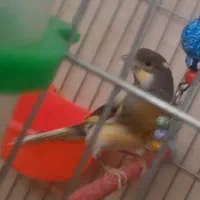 قناری ماده سالم مست پنج تخم