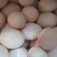 تخم مرغ محلی پرورشی
