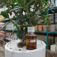 روغن سیاهدانه ۵۰cc