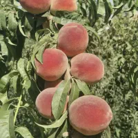 باغ ویلایی