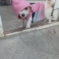 پاکوتا رایگانن