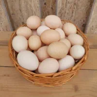 تخم مرغ محلی تازه نطفه دار  برای جوجه کشی