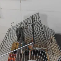 یه جفت کوتوله برزیلی با قفس و ...