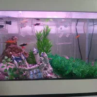 اکواریوم شرکتی فوری
