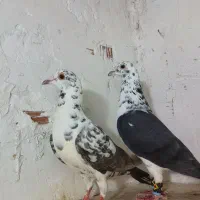 بزک|پرنده|بجنورد, |دیوار