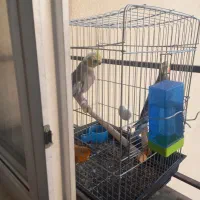 پرنده