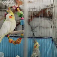 فروش دو جفت عروس هلندی