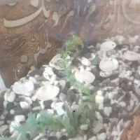 آکواریوم سالم وکامل معاوضه با مرغ خروس  ۲۲۰۰