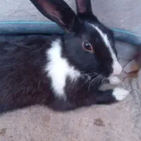 خرگوش