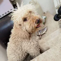 سگ پودل واگذاری میکنم به ادمش