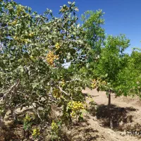 فروش باغ عنابی در روستای سیوجان