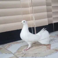کفتر دم چتری