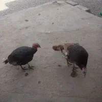 بقلمون فروشی