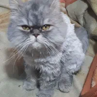 گربه پرشین بریتیش