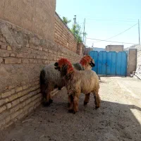 یک راس قوچ بختیاری