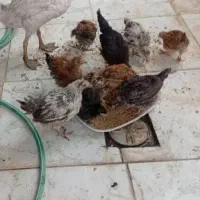 جوجه محلی