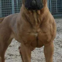 واگذاری بولی ماستیف