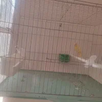 قناری|پرنده|شیراز, محراب|دیوار
