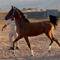 مادیان زیبا درجه یک