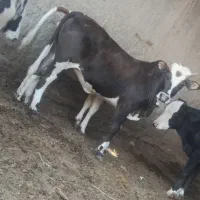 سه راس گوساله گیل دورگ ماده