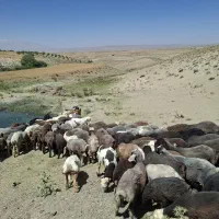 بره ماده داشتی
