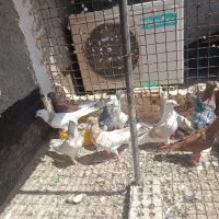 رنگی طوقی دم سفیدکله