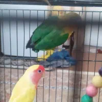 طوطی کوتوله