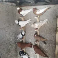کفتر بهبونی