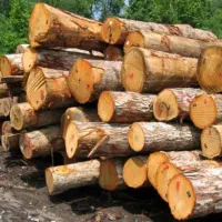 خریدار چوب گردو چنار گیلاس گلابی