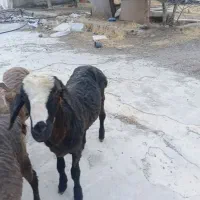 یک رس بره نر نجات شال  قیمت ۳۳ تومان