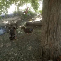 اردک معاوضه با مرغ