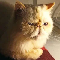 گربه پریشن ملوس