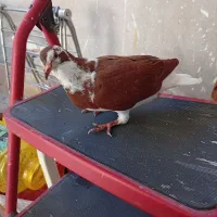 جوجه کفتر ابلغ