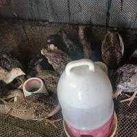 جوجه بوقلمون