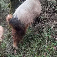 فروش بز ماده بی شاخ )اولو)