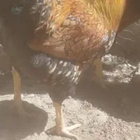 خوروس ویاندوت