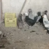4تا مرغ ویه خروس