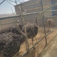 شترمرغ ۳ماهه